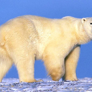 Polar Bear - Животные и домашние животные