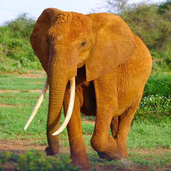 Elephant - Животные и домашние животные