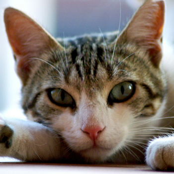 Domestic cat - Животные и домашние животные